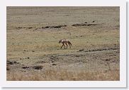 07IntoNgorongoro - 103 * Black-backed Jackal.